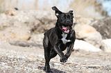CANE CORSO 444